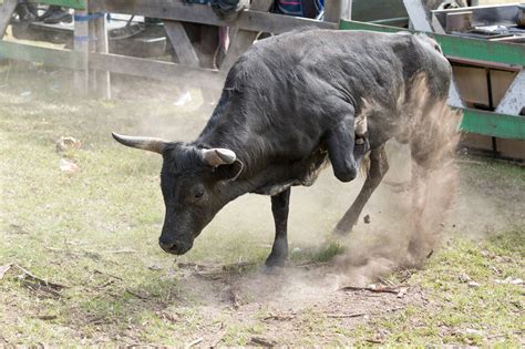 Rampaging bull causes lockdown at Idaho high school