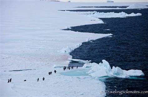 Antarctica Brown Bluff Penguins Galore And Sea Ice Traveling Solemates