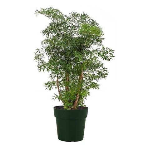 Dwarf Ming Aralia Tree Indooroutdoor Air Purifier Live Etsy Plants