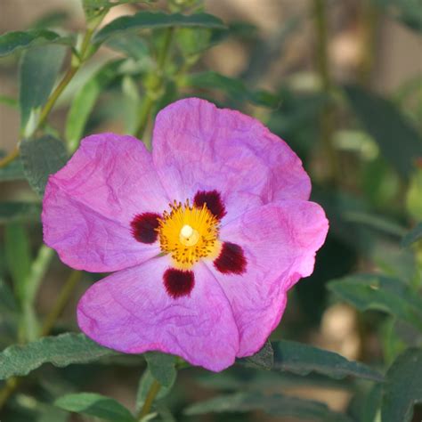 Your picture will be identified by a international team of experts. Need To Identify This Pink Flower Which I Saw In San ...