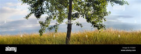 Panoramic View Of Lone Tree With Tall Grass Stock Photo Alamy
