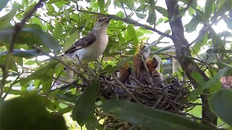 Slow Motion Of Texas Mocking Bird Feeding Baby Birds Cutehd Youtube