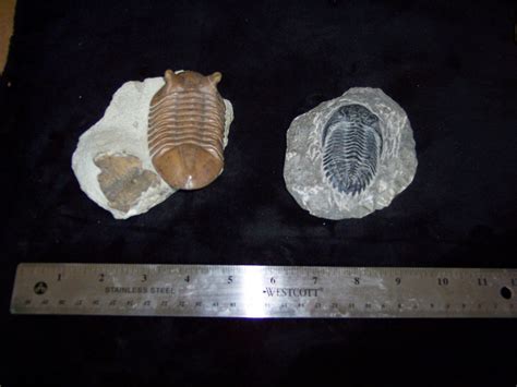 Science Online The Types Of The Fossils And The Ways Of Formation
