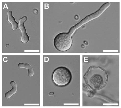 Dic Images Of Spore Germination Of H Jecorina Grown In Liquid Medium