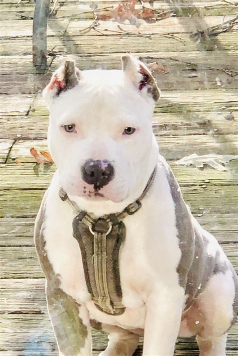All colors and patterns are permissible in this breed. American Bully Puppies For Sale | Suitland-Silver Hill, MD ...