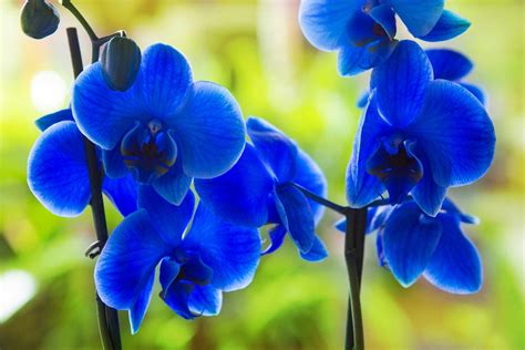 Are Blue Orchids Real Heres What To Know