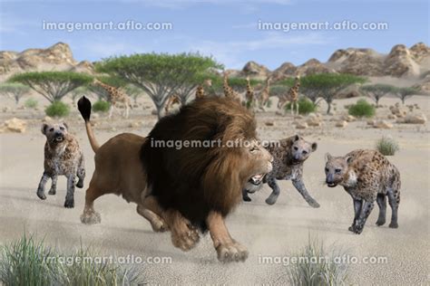 大きなたてがみが立派な雄ライオンがサバンナでハイエナの群れに遭遇して追い詰められているのイラスト素材 [167419221] イメージマート
