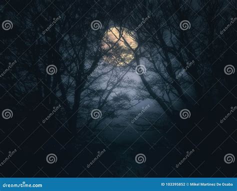 Scary Forest At Night With Full Moon Stock Photo Image Of Moon Dark