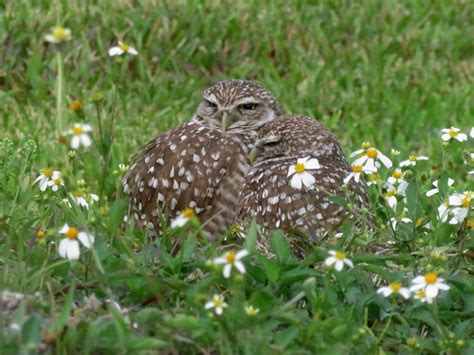Burrowing Owls Vista View Park Broward Co Florida 315 Flickr