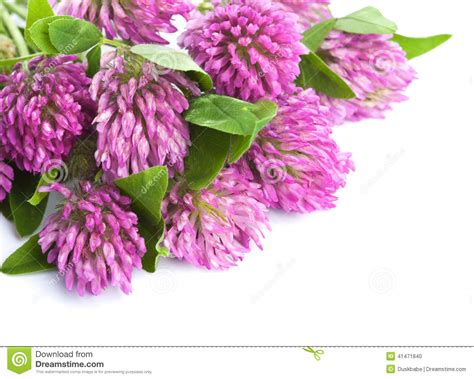 Pink Clover Flower Isolated Stock Photo Image Of Plant Clover 41471840