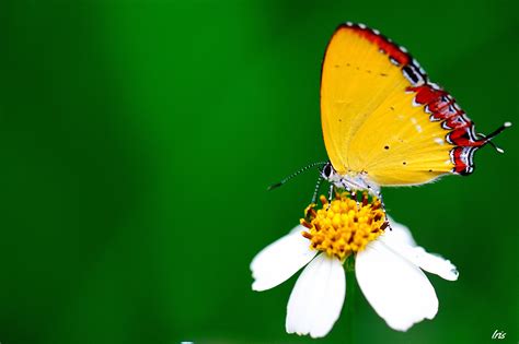 Macro Butterfly Flower Wallpapers Hd Desktop And Mobile Backgrounds
