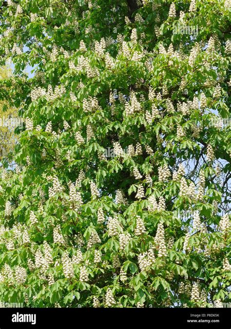 Great Chestnut Tree With A Lot Of Flowering Branches For Your Design