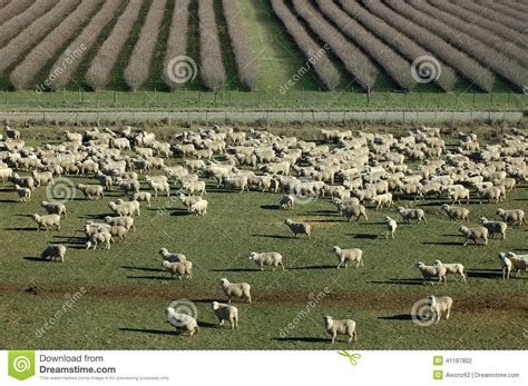 Mob Of Sheep Royalty Free Stock Image 41187802