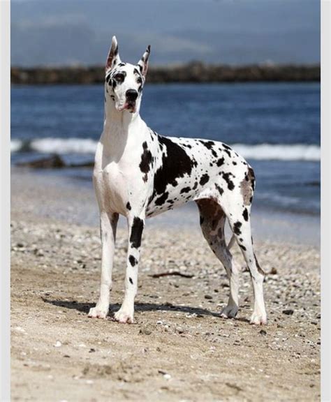 The Blackandwhite Great Dane Is My Favorite One In This Color Great