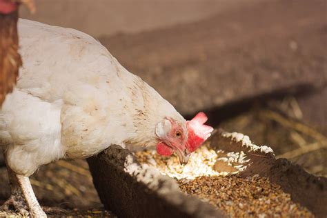 10 Benefits Of Raising Backyard Chickens You Should Know About Pet Arenas