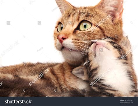 Mother Cat And Her Kitten Cuddling Stock Photo 90912683 Shutterstock