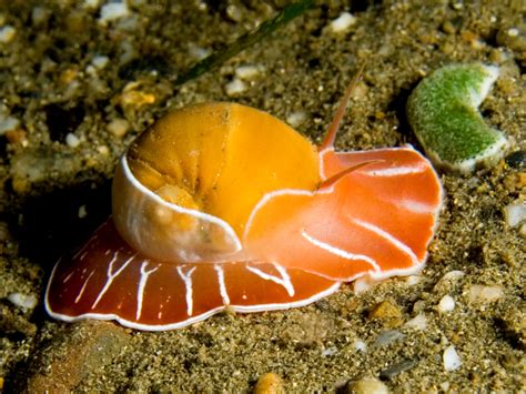 Free Images Nature Ocean Underwater Colorful Fauna Sea Animal