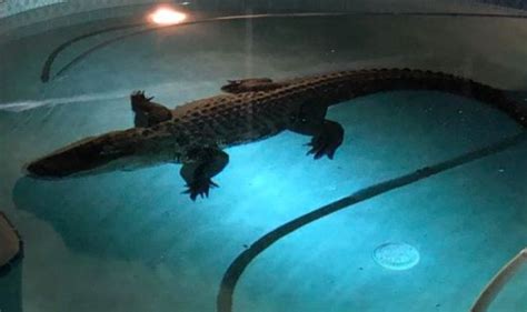 Alligator Takes A Swim In Couples Indoor Pool In Florida