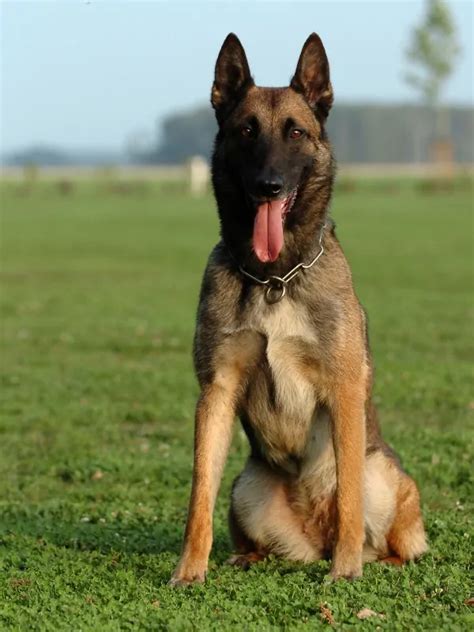 Belgian Malinois Police Dog Tactical Police K9 Training