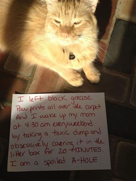 Pin By Anna Mouse On Funny Cat Shaming Funny Cats Funny Animal Memes