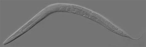 The Sex Lives Of Roundworms And What It Means For The Sex Lives Of