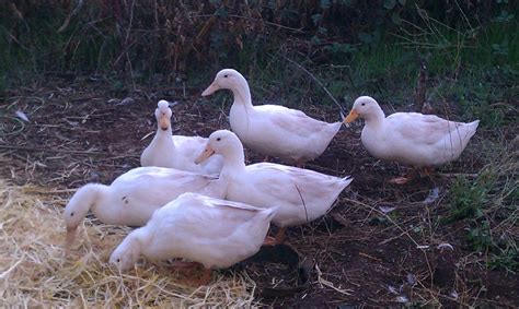 White Layer Duck Ducklings For Sale Online Cackle Hatchery