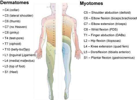 Dermatomes And Myotomes With Word Associations Physiotherapy Muscle