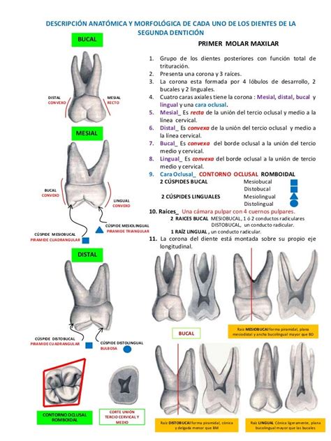 Anatomia Dental