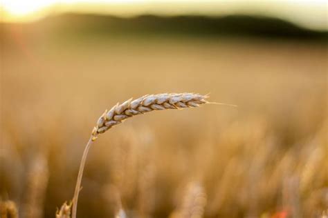 Free Images Nature Branch Field Wheat Grain Prairie Sunlight