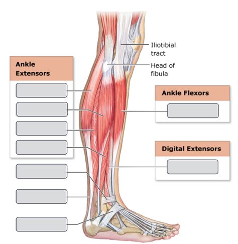 Muscles That Move The Foot And Toes Lateral View Diagram Quizlet