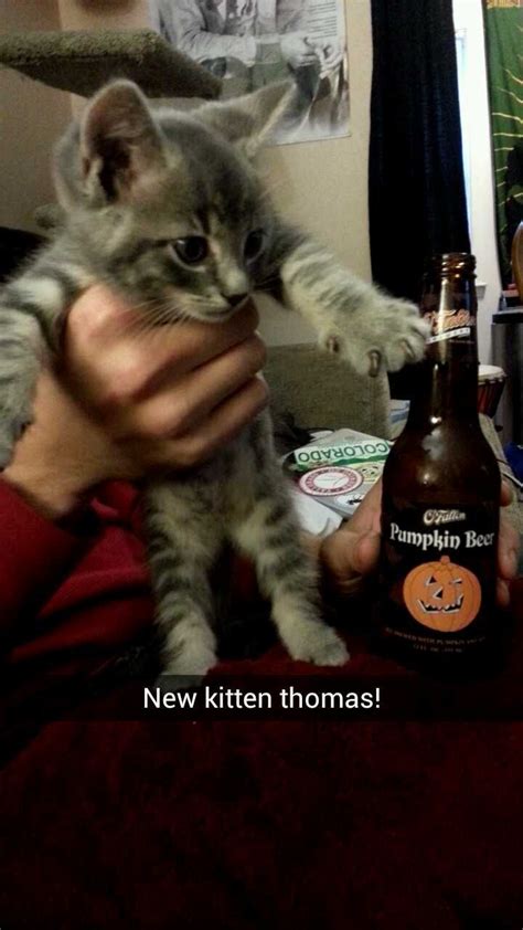 Kitty Cat And Beer Kitty Cats Animals