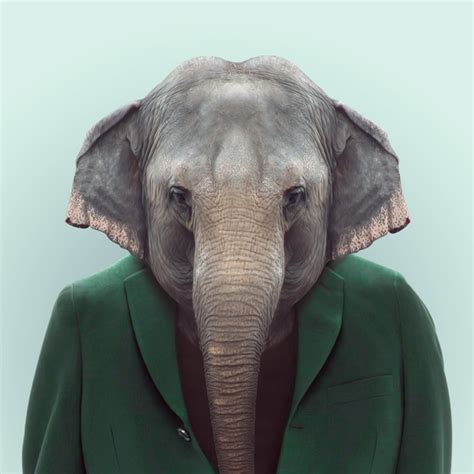 Zoo Portraits Animals Dressed Like Humans Top Dreamer