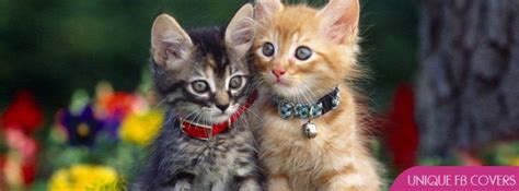 Cute Kitten Couple Facebook Cover Facebook Cover Pets Fb Covers