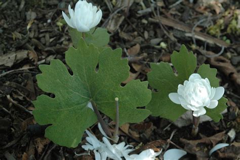 Sanguinaria Canadensis Multiplex Double Flowered Bloodroot