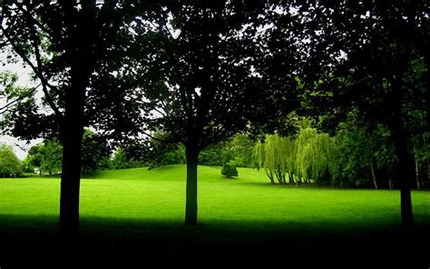 Best Trees For Shady Places Trees That Grow Well In Shade