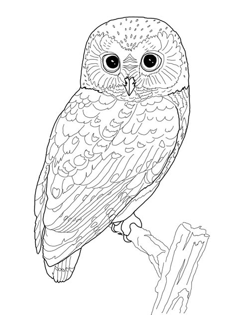 Owl Coloring Pages Kidsuki