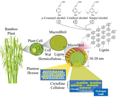 Structure Of The Lignocellulose Adopted For Bamboo From Rubin 2008 35 Download