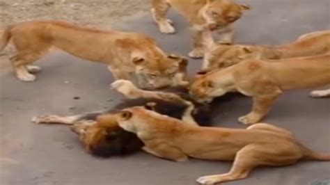 Male Lion Attacked By 5 Female Youtube