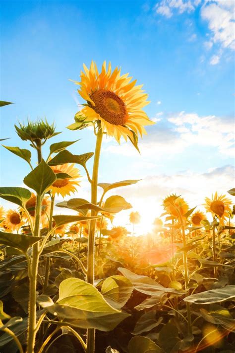 Sunflower With Blue Sky Photo Wallpaper