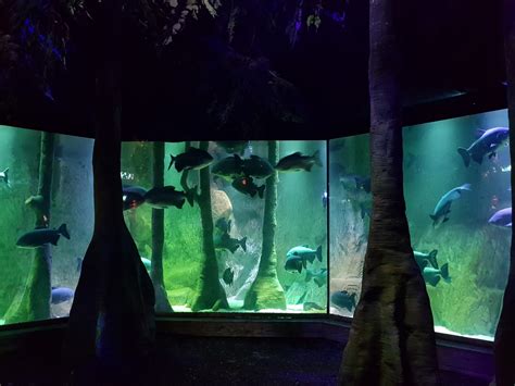Sea Life London Aquarium Where To Go With Kids