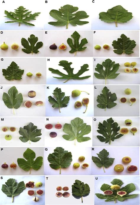 Leaf And Fruit Shapes Of Edible Ficus Carica Varieties In