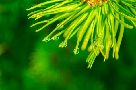 Free Images Tree Nature Forest Grass Branch Cold Drop Dew