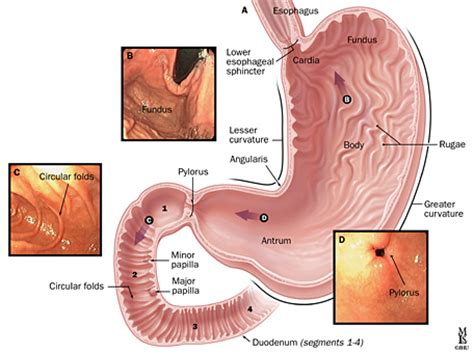 Yang dapat juga bisa menjadi faktor penyebab penyakit maag yaitu karena . Gastritis Merupakan Panyakit Karena Gangguan ? - Gastritis ...