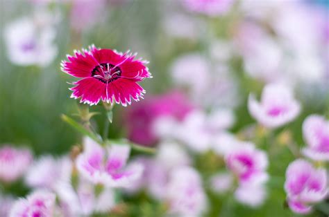 学名 d へ ・6月頃から8月頃にかけて開花。 ・ピンク色の可憐な花。 縁がこまかく切れ込んでいる。 我が子を撫（な）でるように かわいい花であるところから この名前に . なでしこの花 by yasukei （ID：5769949） - 写真共有サイト:PHOTOHITO