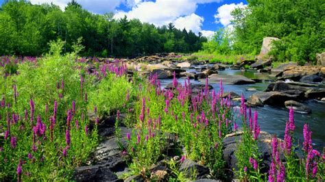 Mountain River Stone Forest Trees With Green Purple Flowers Of Lupine