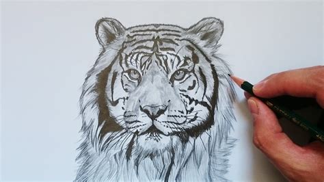 Dibujos A Lapiz Animales Tigres Dibujo A Lapiz De Tigre Old Shoe By