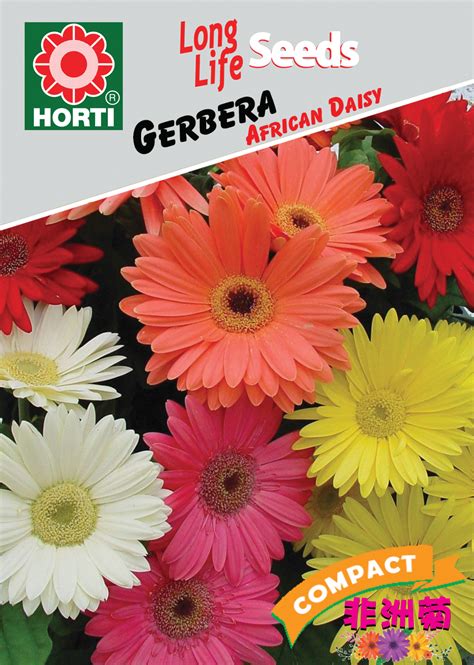 Gerbera African Daisy Horti Flora Singapore Seeds Supplier