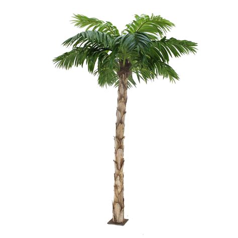 Collection 105+ Pictures Picture Of A Palm Tree Latest