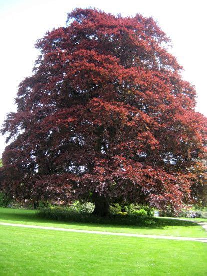 Copper Beech Deciduous Trees Trees And Shrubs Mulch Weird Trees