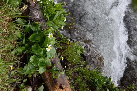 Wildflowers And Waterfall Photograph By Dwight Eddington Pixels